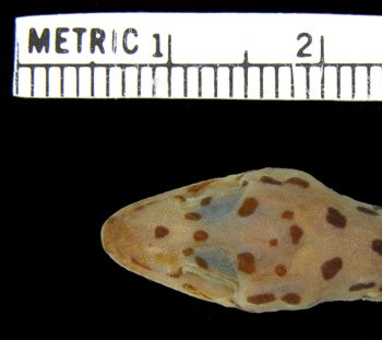 Media type: image;   Herpetology R-26138